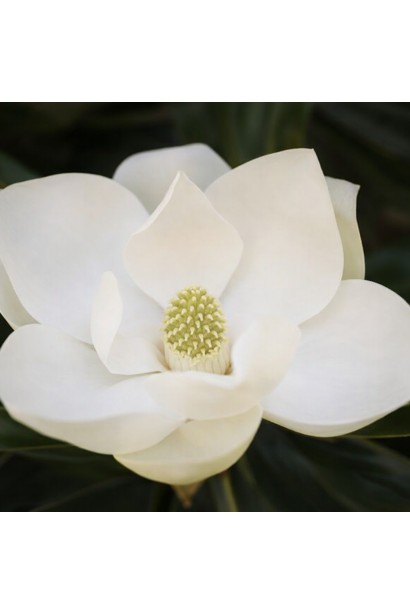 Магнолія великоквіткова Альта